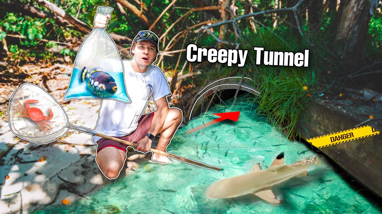 Finding CREEPY FISH In HIDDEN TUNNEL For My Aquarium!