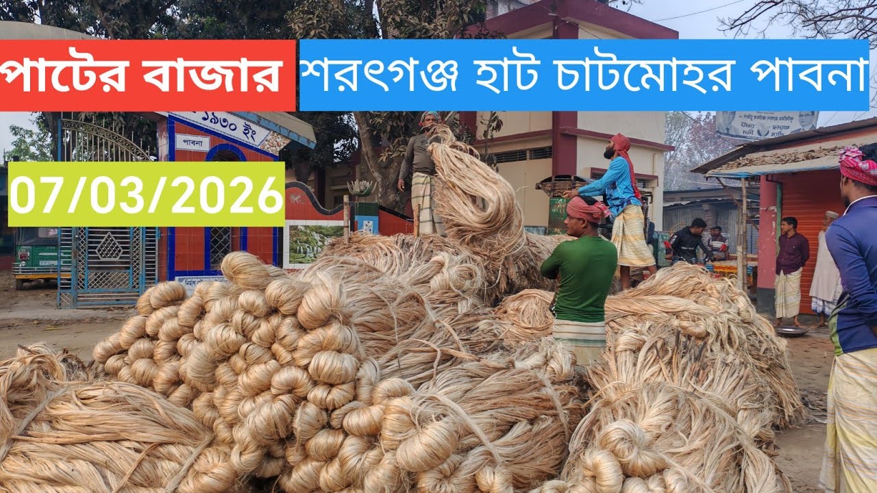 7 March 2026 আজকের পাটের বাজার দর। শরৎগঞ্জ হাট চাটমোহর পাবনা। Jute market price rate today 