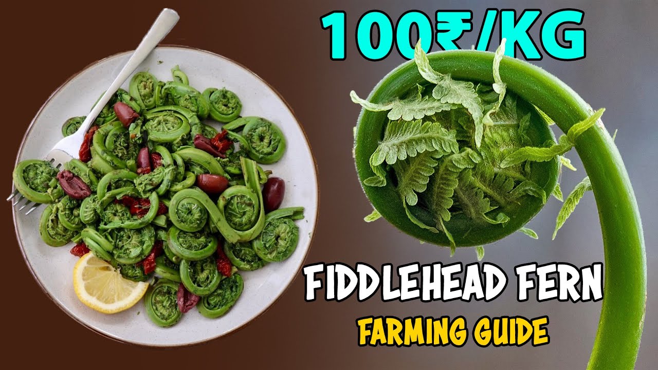 Fiddlehead Fern Farming: Complete Farming Guide | How to grow Fiddlehead Ferns
