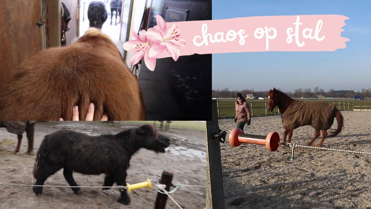 pure chaos dag & rijbak pret | vrije galop ❄️