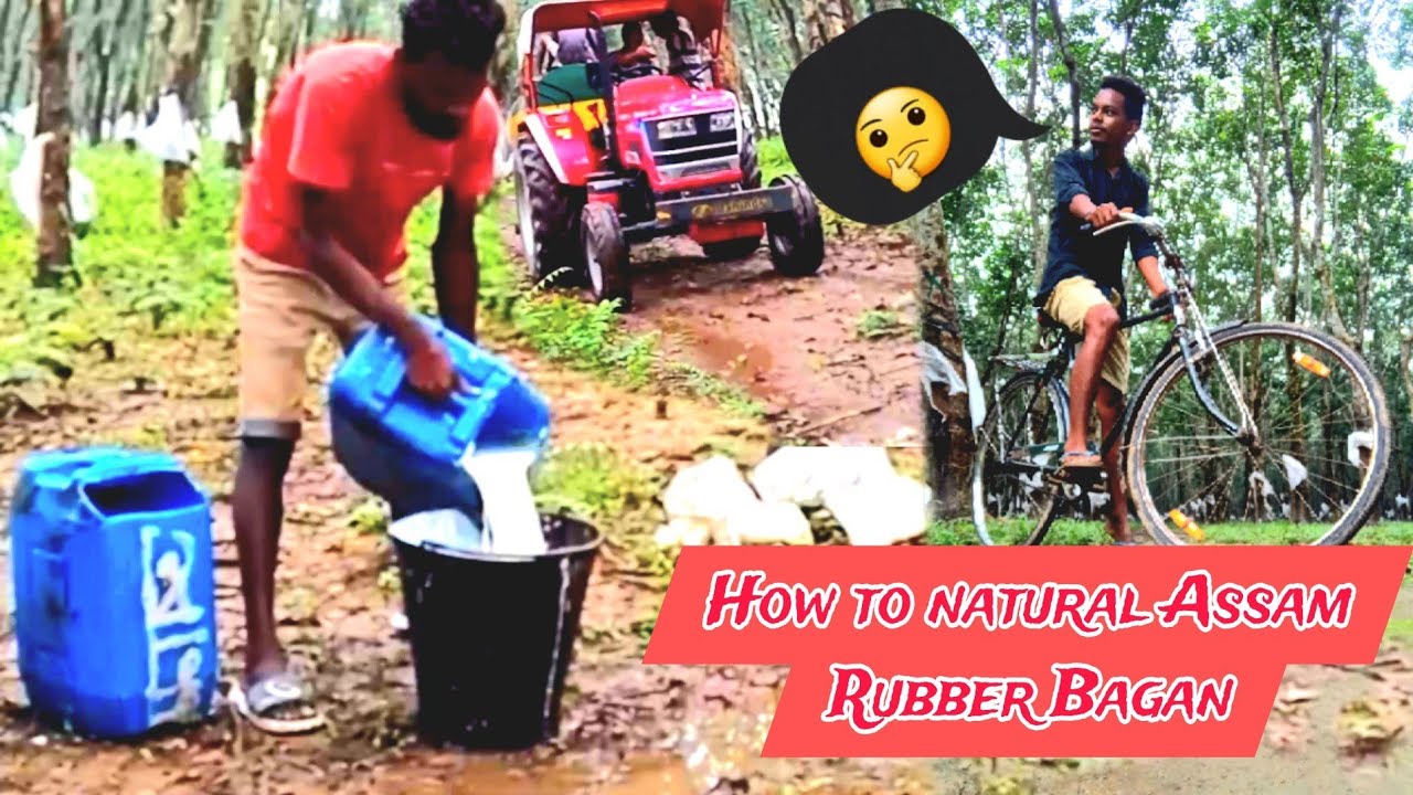 Rubber plantation in Assam / How to natural Assam Rubber Bagan /
