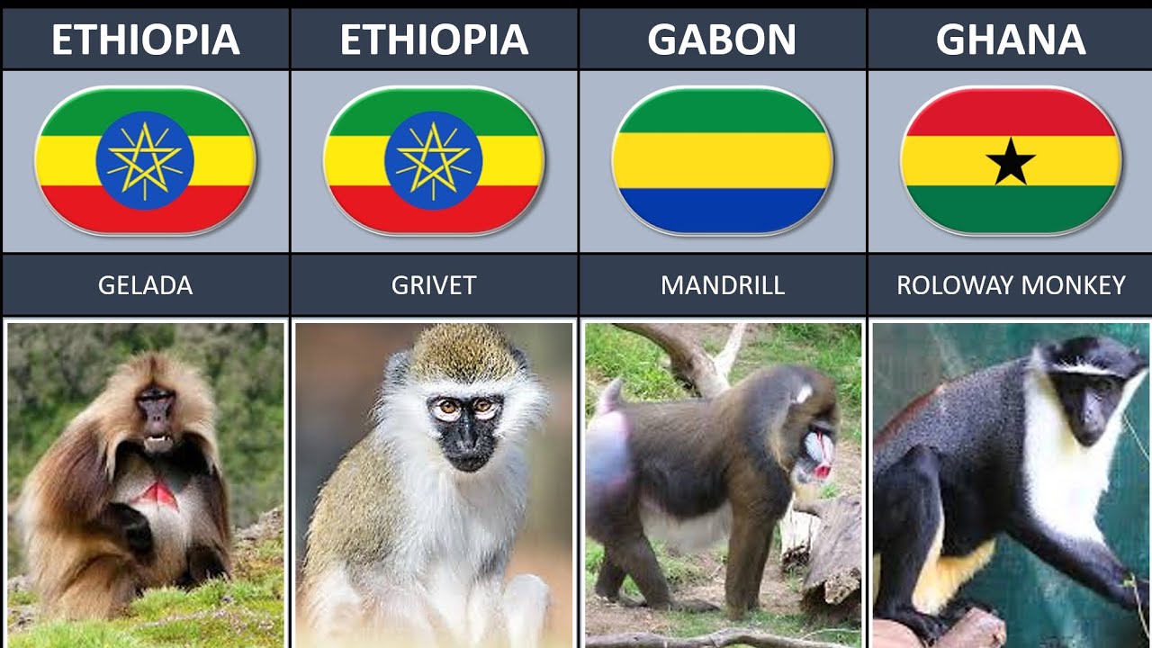 MONKEY BREEDS FROM DIFFERENT COUNTRIES
