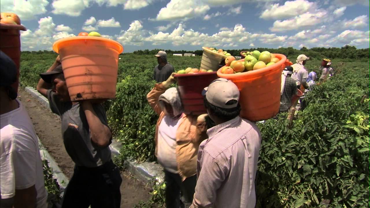 Tomatoes, Round - Harvesting