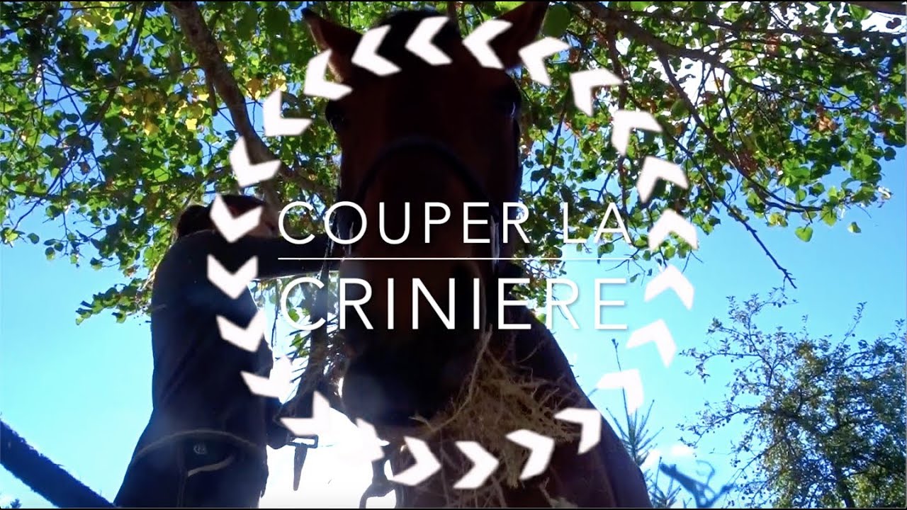 🐴 Comment je coupe la crinière de mes chevaux ?