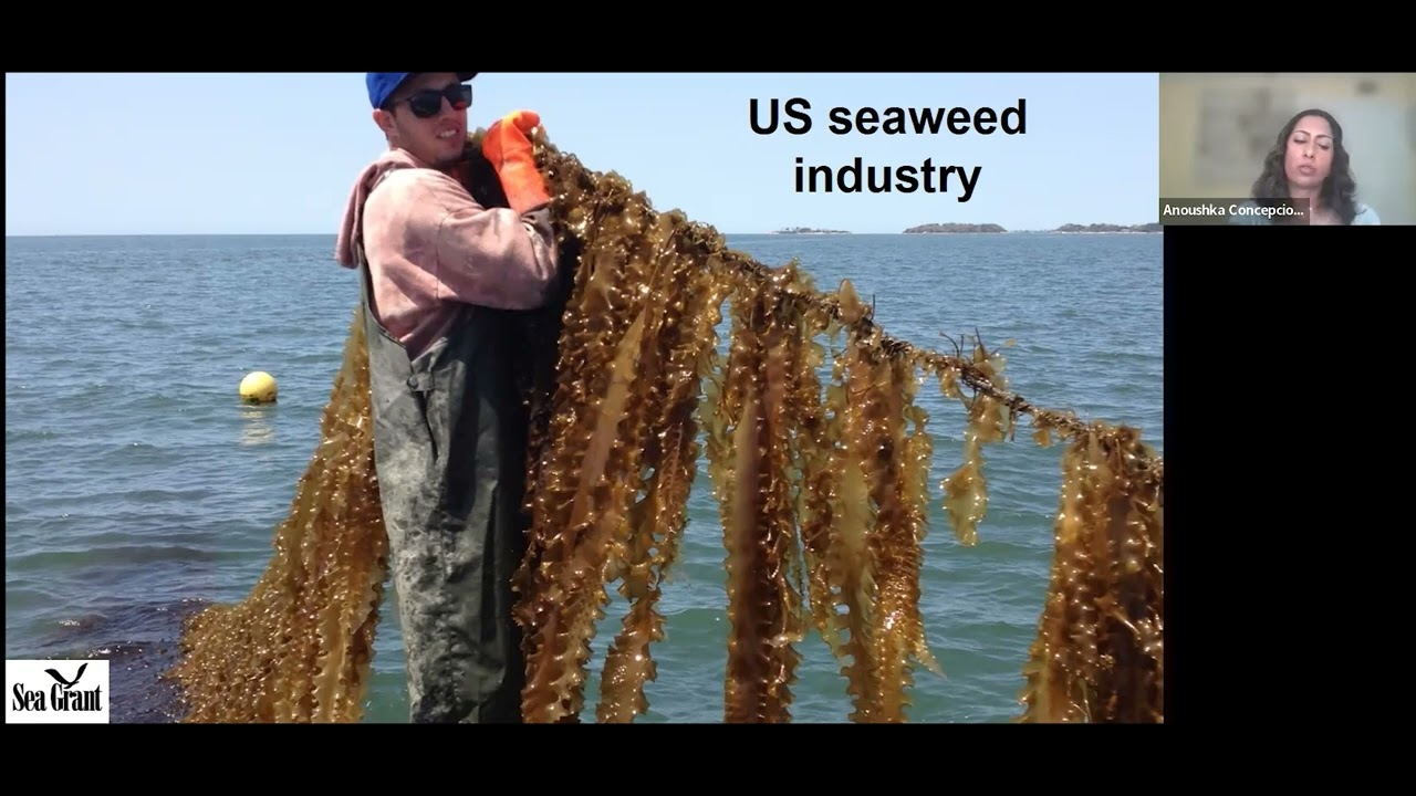 Seaweed Farming in the United States