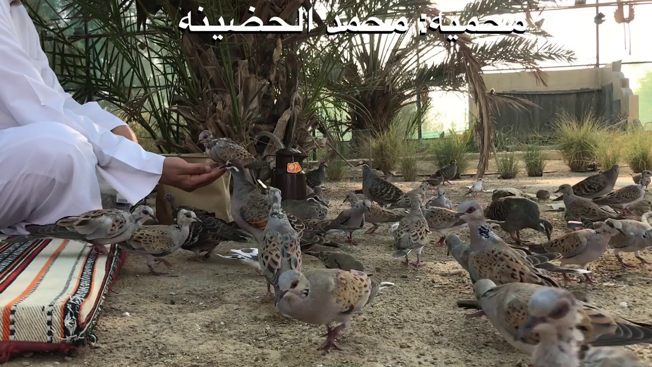 طريقة اطعام القمري من اليد