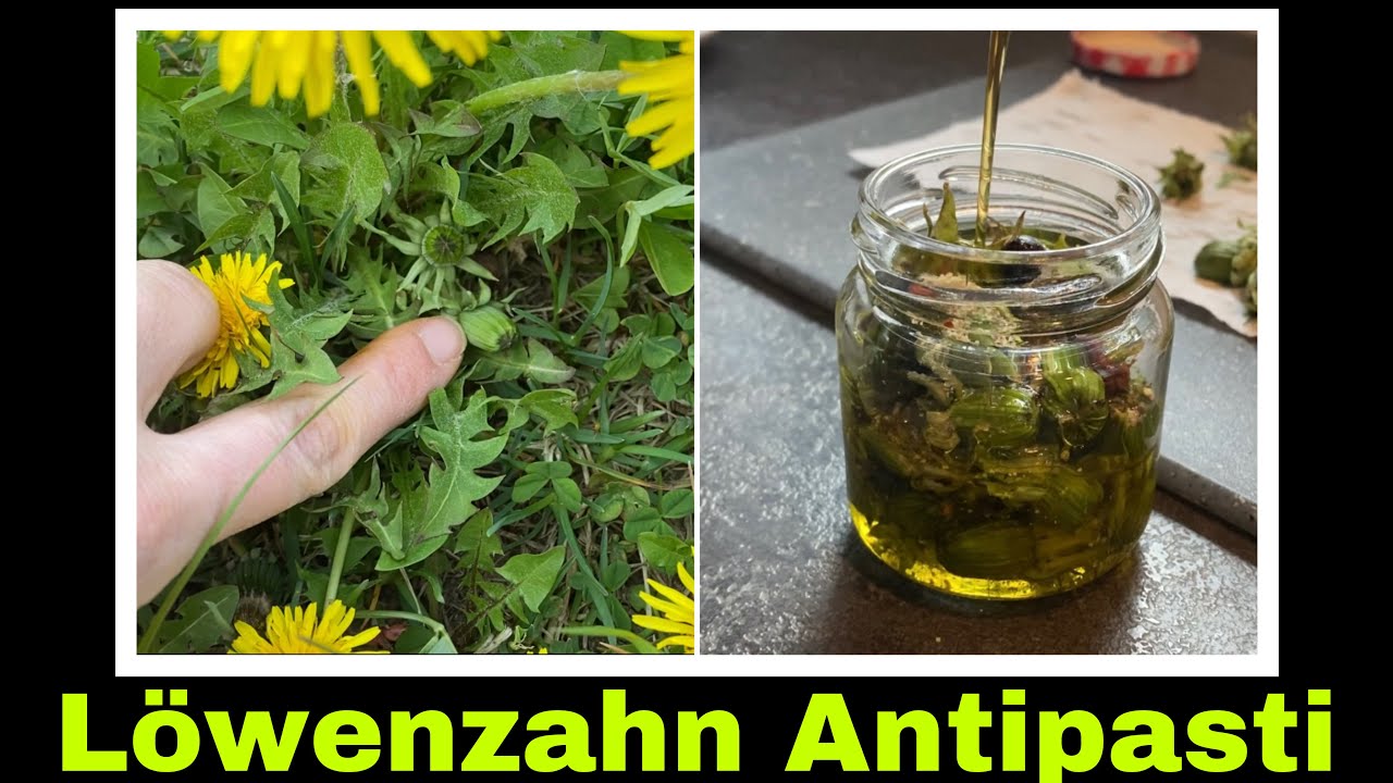L&ouml;wenzahn Antipasti | L&ouml;wenzahnknospen w&uuml;rzig eingelegt | Selbstversorgung