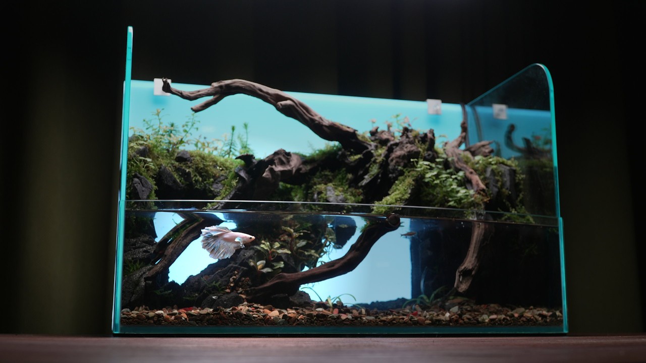 Can Shrimp and Betta Fish Live Together?100 Days to Build a Balanced Ecosystem
