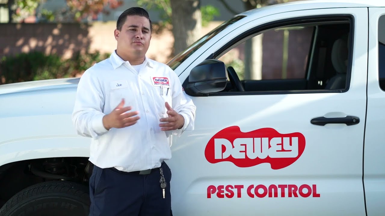 Termite Inspections & Termite Treatments - The Experts Dewey Pest & Termite Control