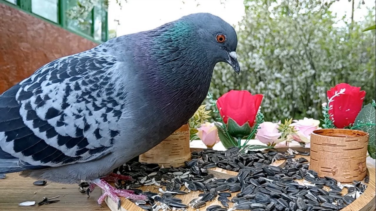 Кормушку посетили Зеленушки, Воробьи, Большие Синицы и Голуби (08.05.2025 года)