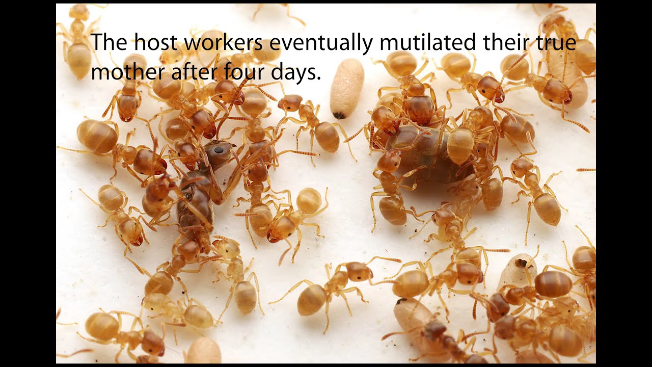 Matricidal manipulation by two socially parasitic queens, Lasius orientalis and L. umbratus