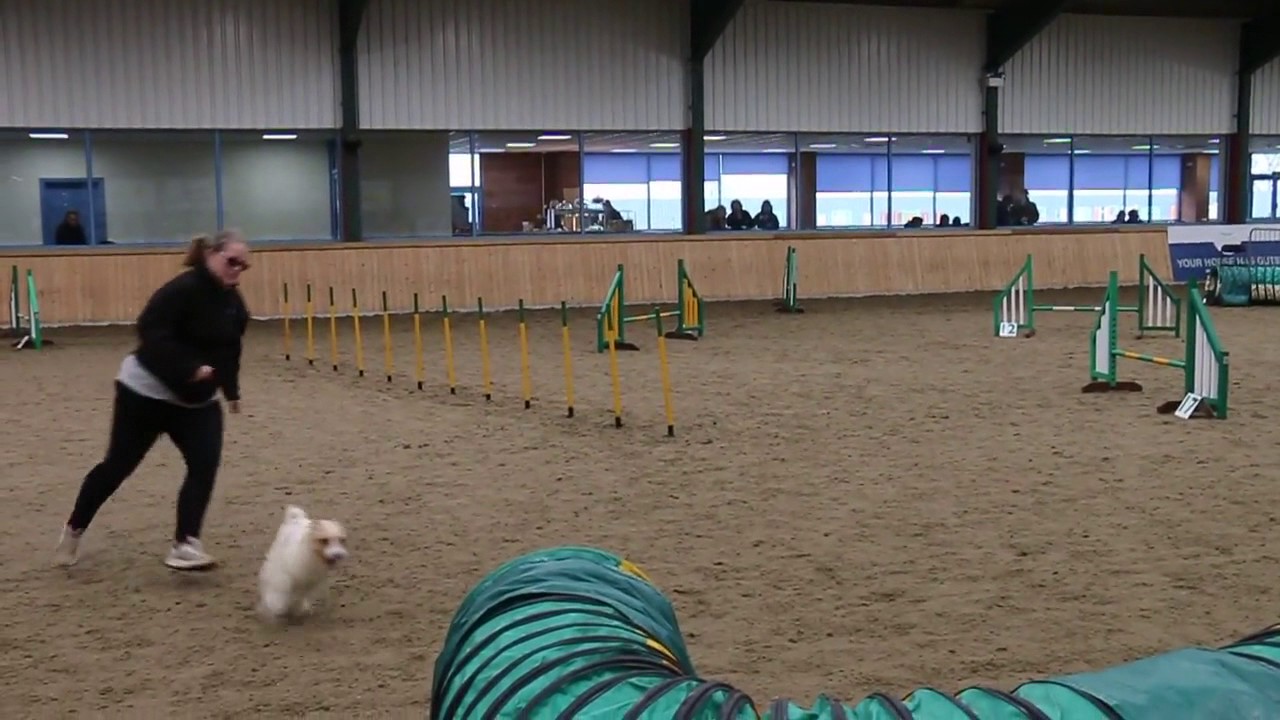 Olly the Jack Russell - RVA 2017