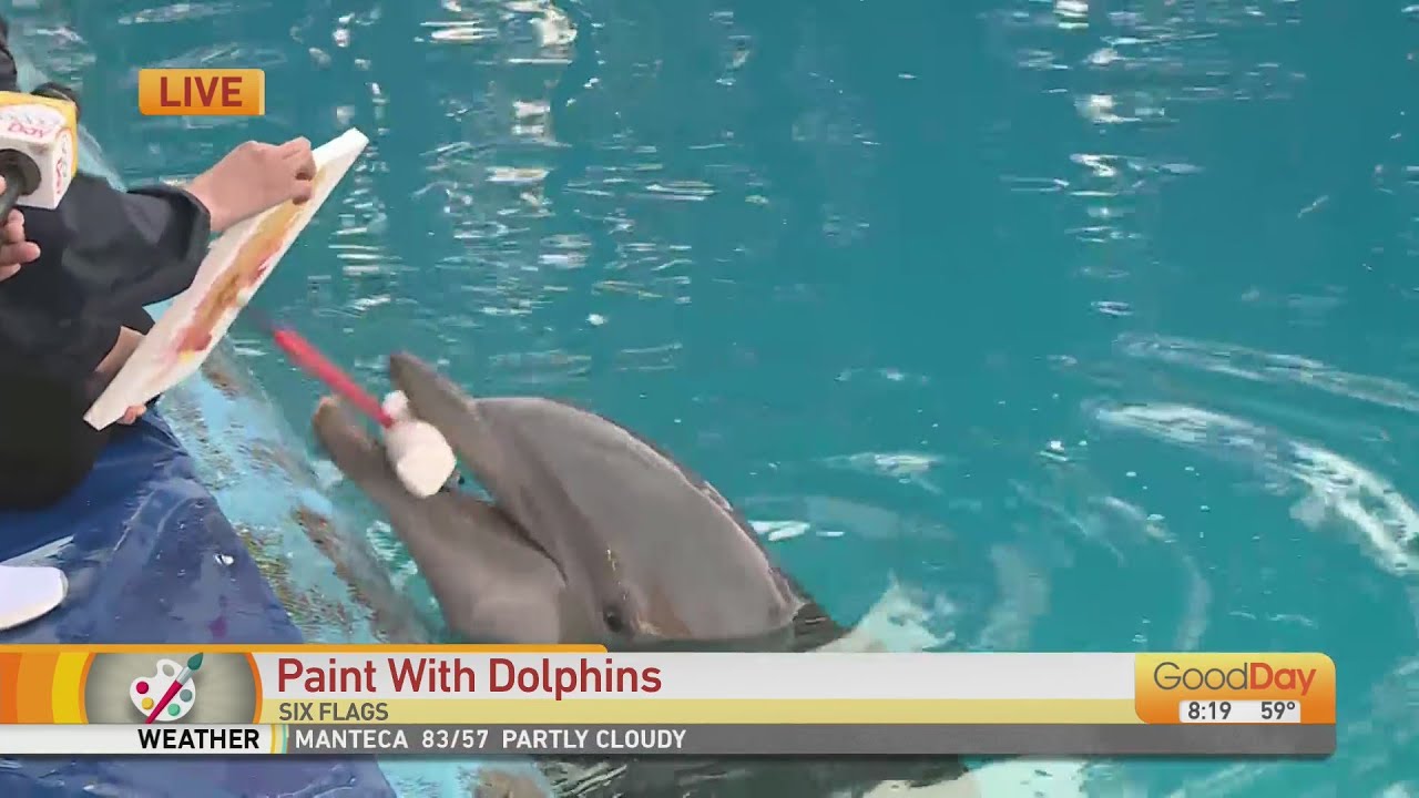 Paint with Dolphins at Six Flags!