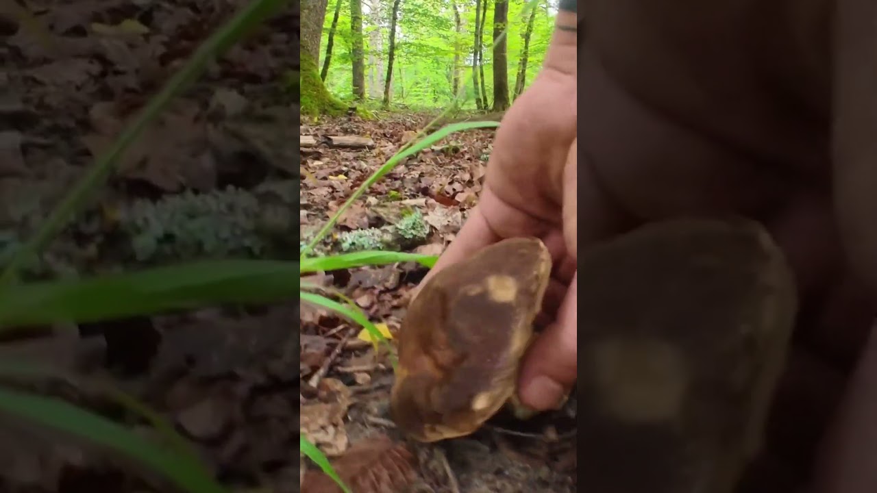 Boletus aereus 2023