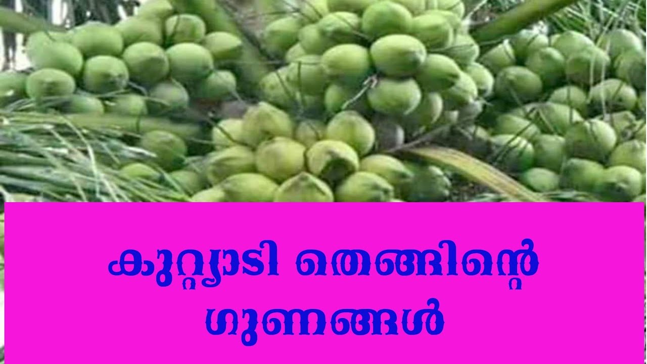 കുറ്റ്യാടി തെങ്ങ്