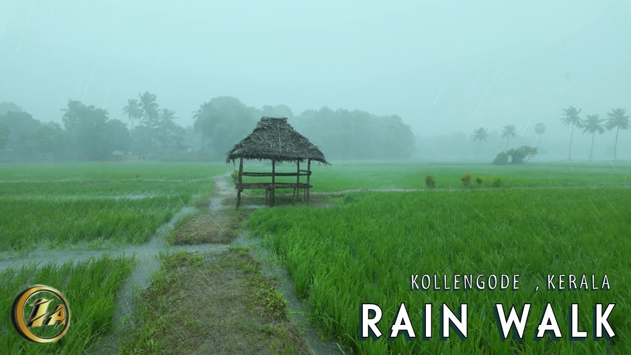 [4K] Refreshing Walking in Rain through Paddy fields of Kollengode Village in Kerala | ASMR Rain