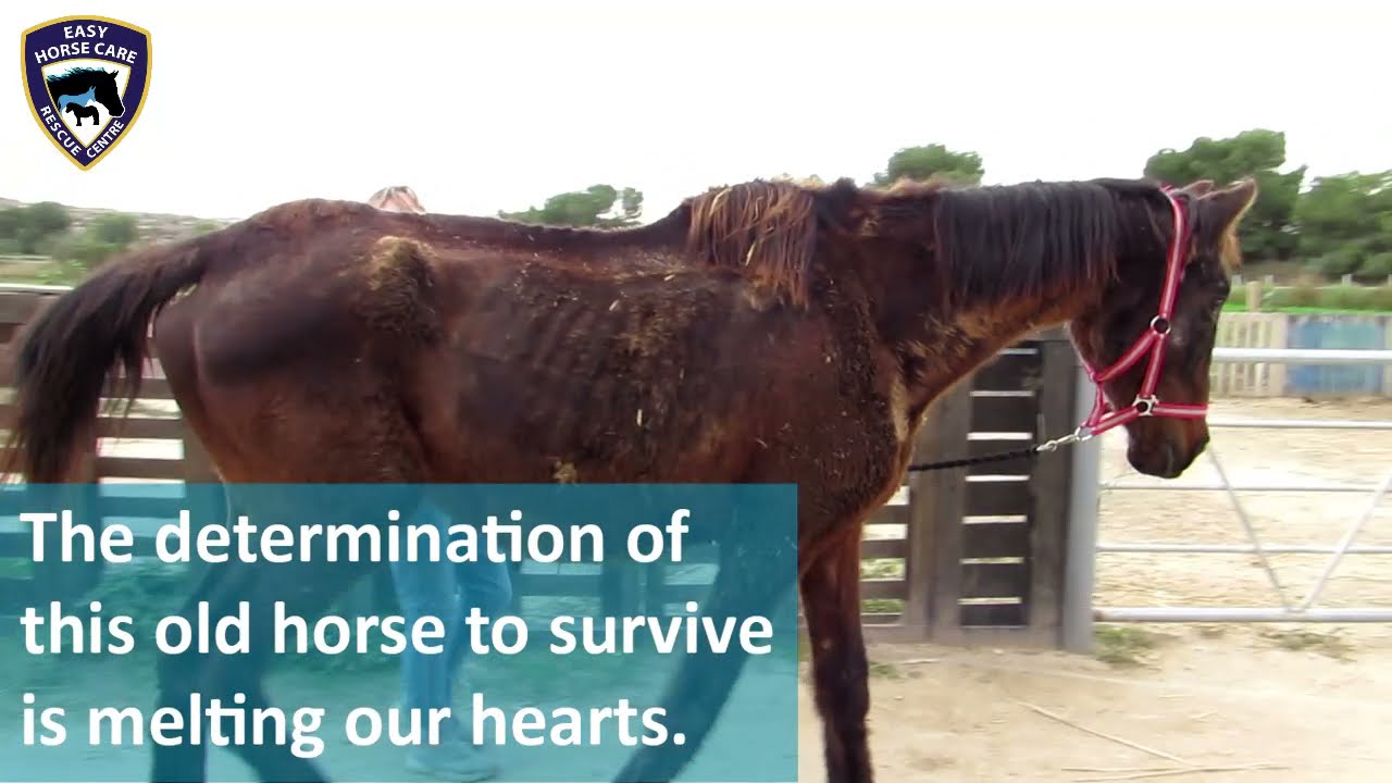 🔴 SHOCKING RESCUE: starving horse abandoned in Almoradí - Easy Horse Care Rescue Centre