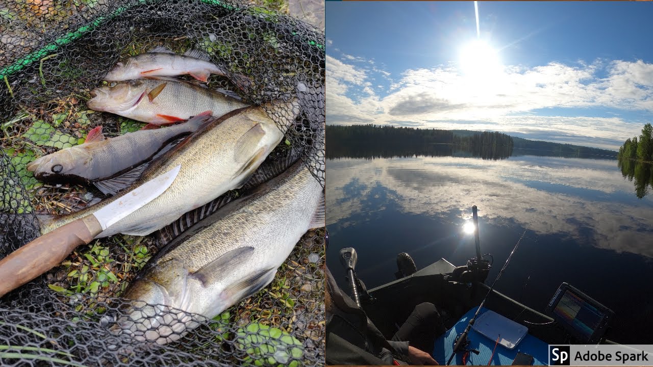 VENEPILKILLÄ KUHIA,HAUKIA JA AHVENIA | KIRPUNVAPA + ORKA SMALLFISH !