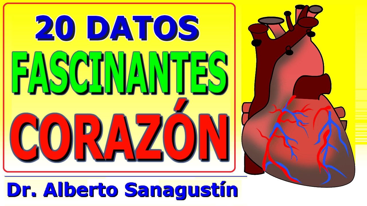 20 datos FASCINANTES del CORAZÓN humano