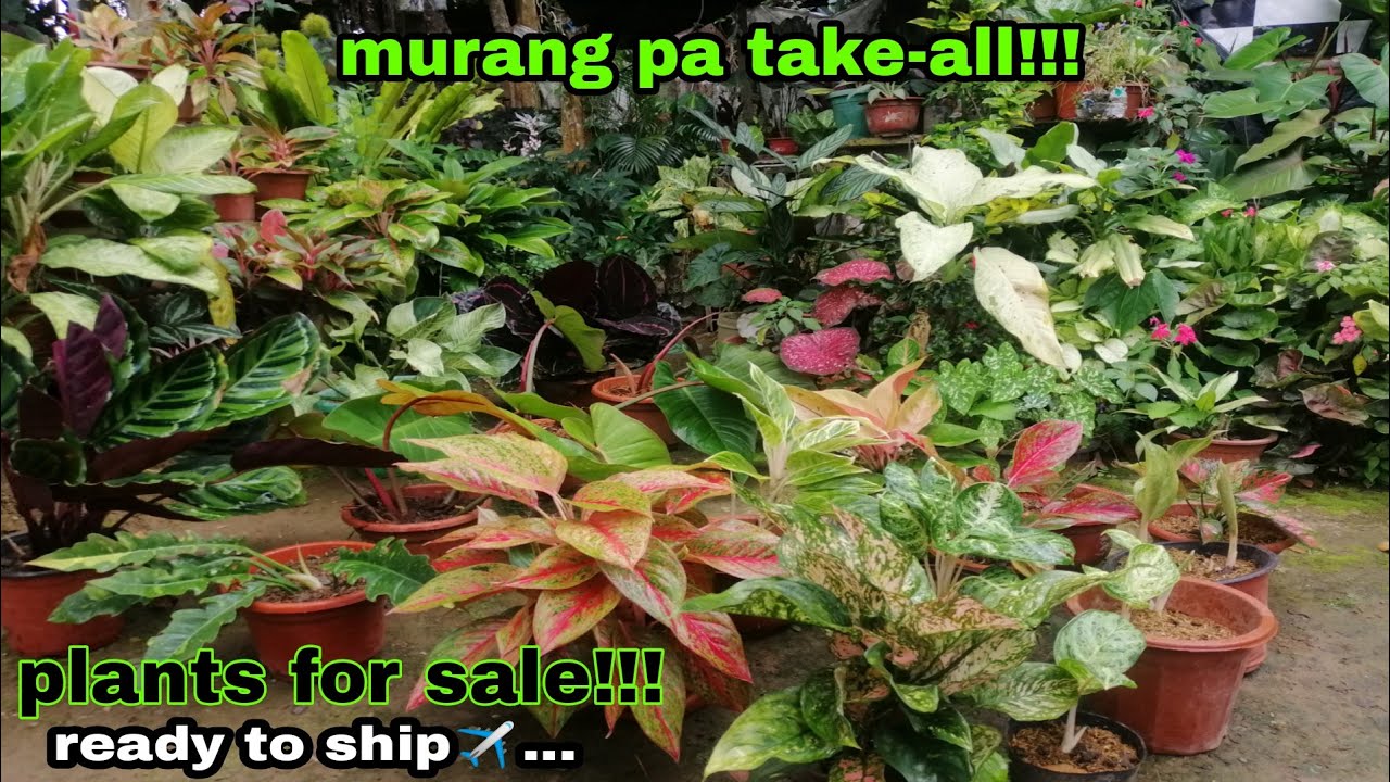Lush Aglaonema plants ready for take-all/plants for sale rare to semi-rare