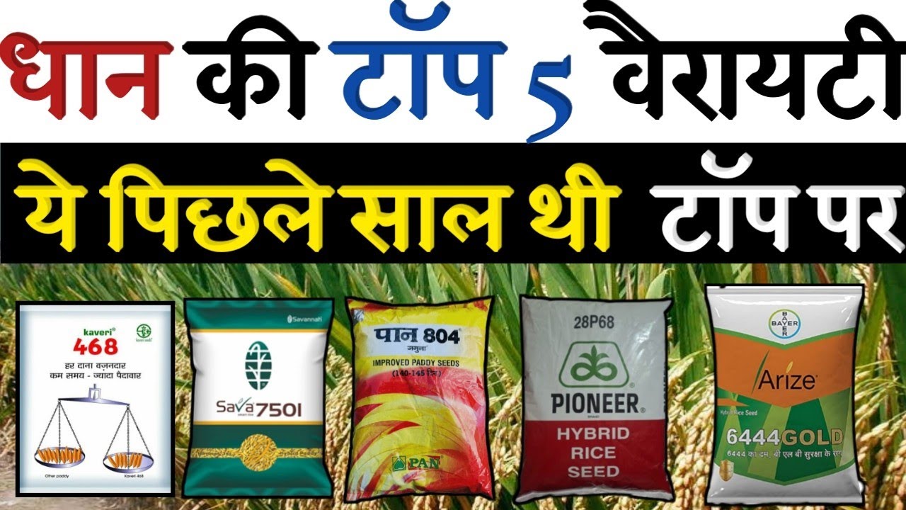 धान की सबसे टॉप 5 वैरायटी | Dhaan ki best variety | hybrid dhan ki variety | paddy seeds 2025🌾