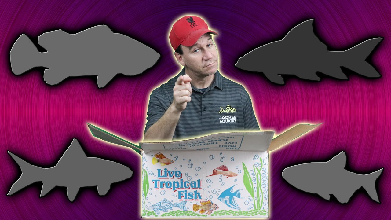Huge Local Fish Store Unboxing!