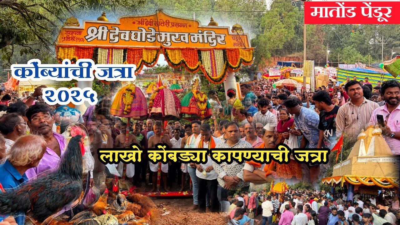 कोकणातील सर्वात मोठी कोंबडी भरणारी जत्रा| श्री देव घोडेमुख जत्रौत्सव २०२५ | #sindhudurg #vengurla 