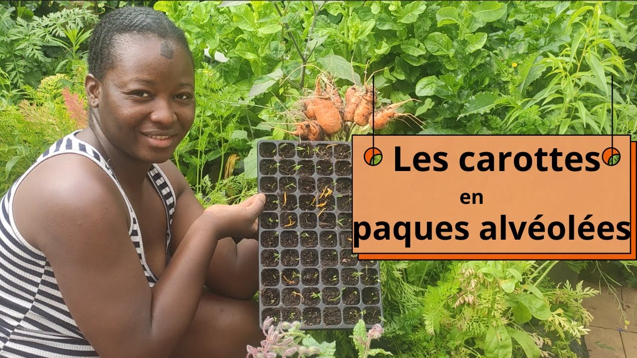 Je choisis de faire germer les CAROTTES en PLAQUES ALVEOLEES à causes des LIMACES qui mangent tout.
