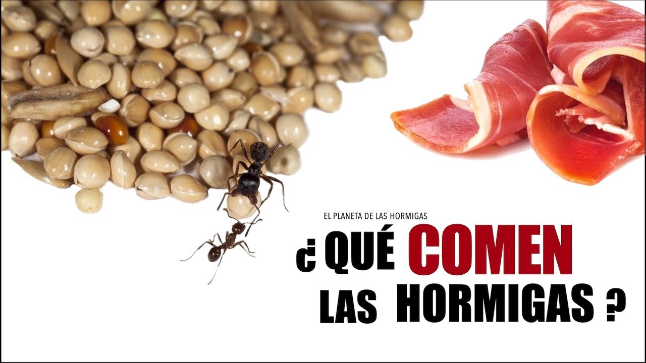 ¿QUÉ COMEN LAS HORMIGAS? - ALIMENTACIÓN - COLONIA MESSOR BARBARUS - EL PLANETA DE LAS HORMIGAS