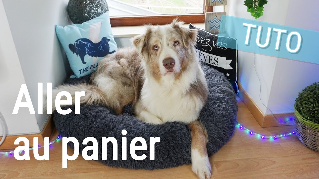 APPRENDRE AU CHIEN À ALLER AU PANIER - TUTO