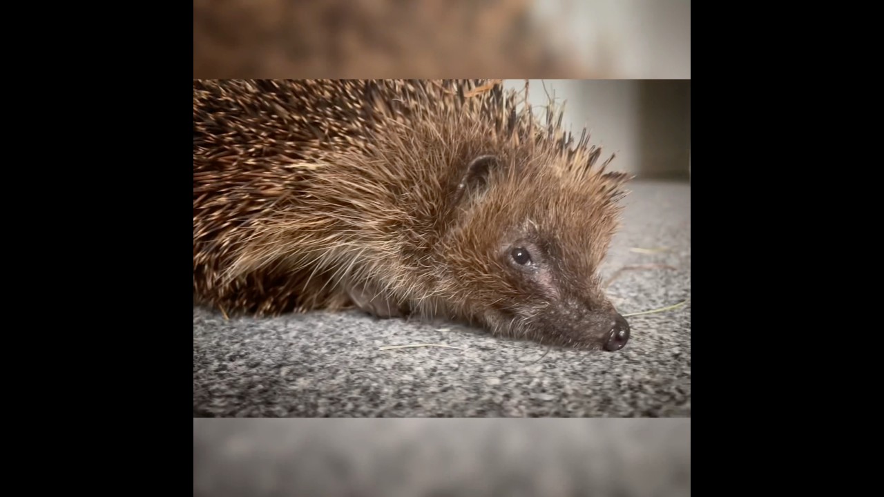 Little Hedgehog #hedgehog #hedgehoglife #hedgehogs #hedgehogsofinstagram #nature #hedgehogrescue