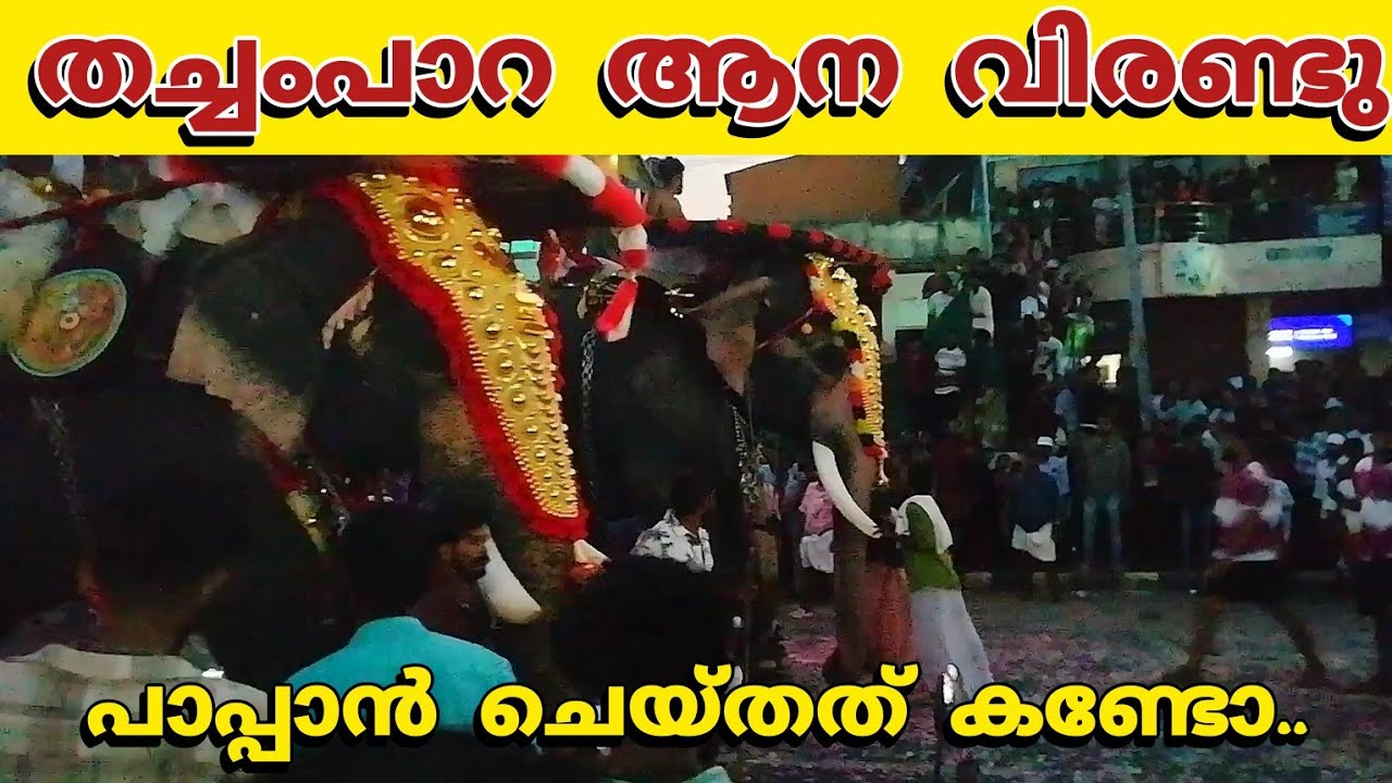 തച്ചംപാറ പൂരത്തിന് ആന വിരണ്ടു | thachampara pooram 2024..