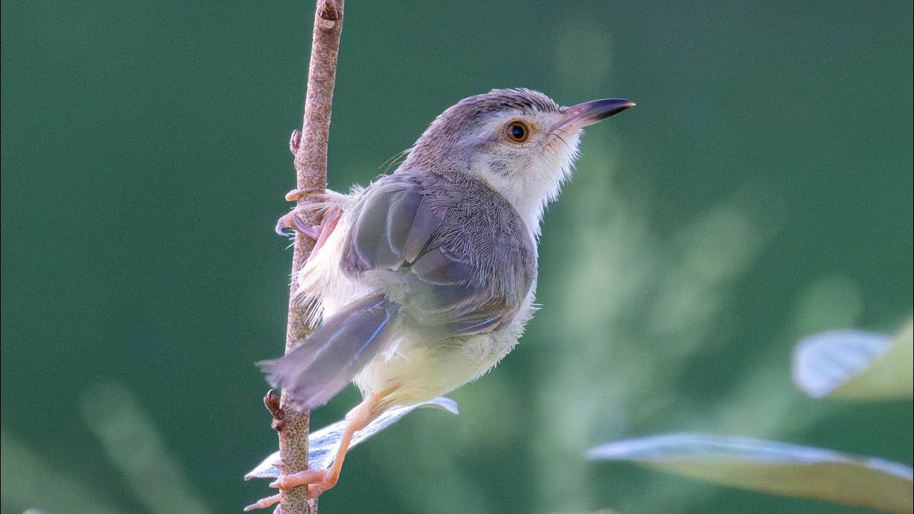bird photos slider v1