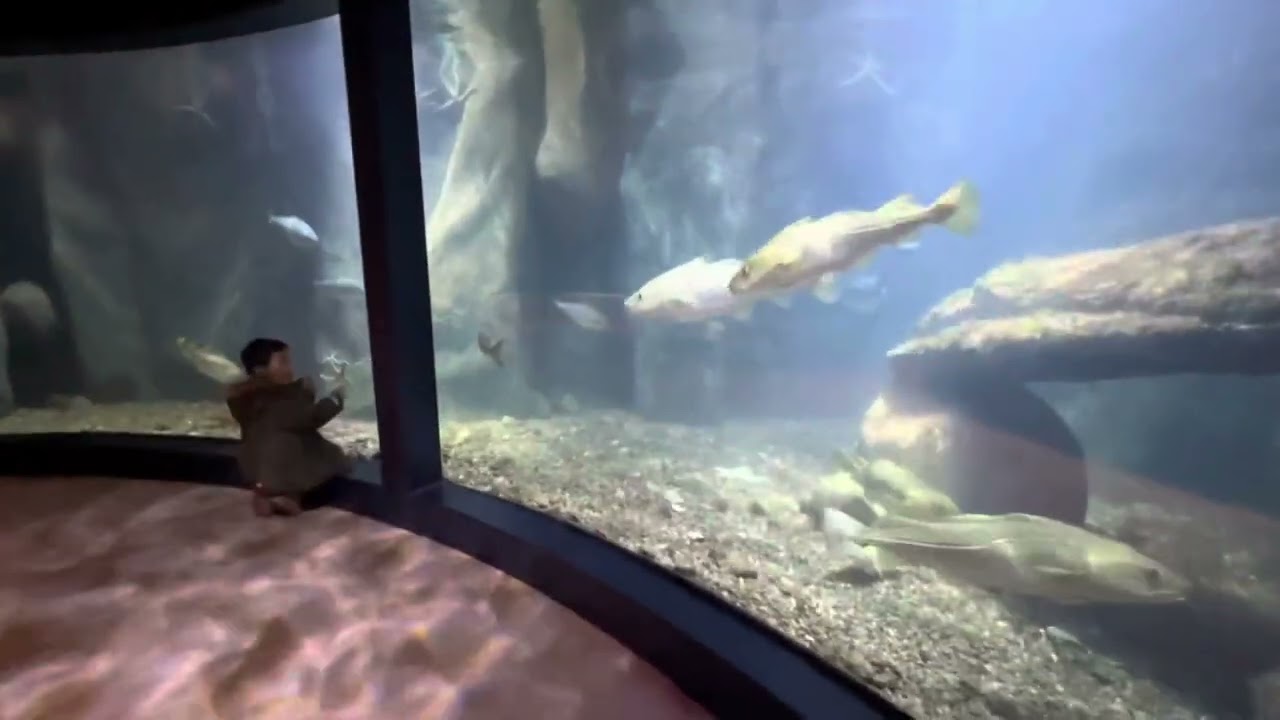 Tập 22: Havets Hus i Lysekil, Lysekil Aquarium