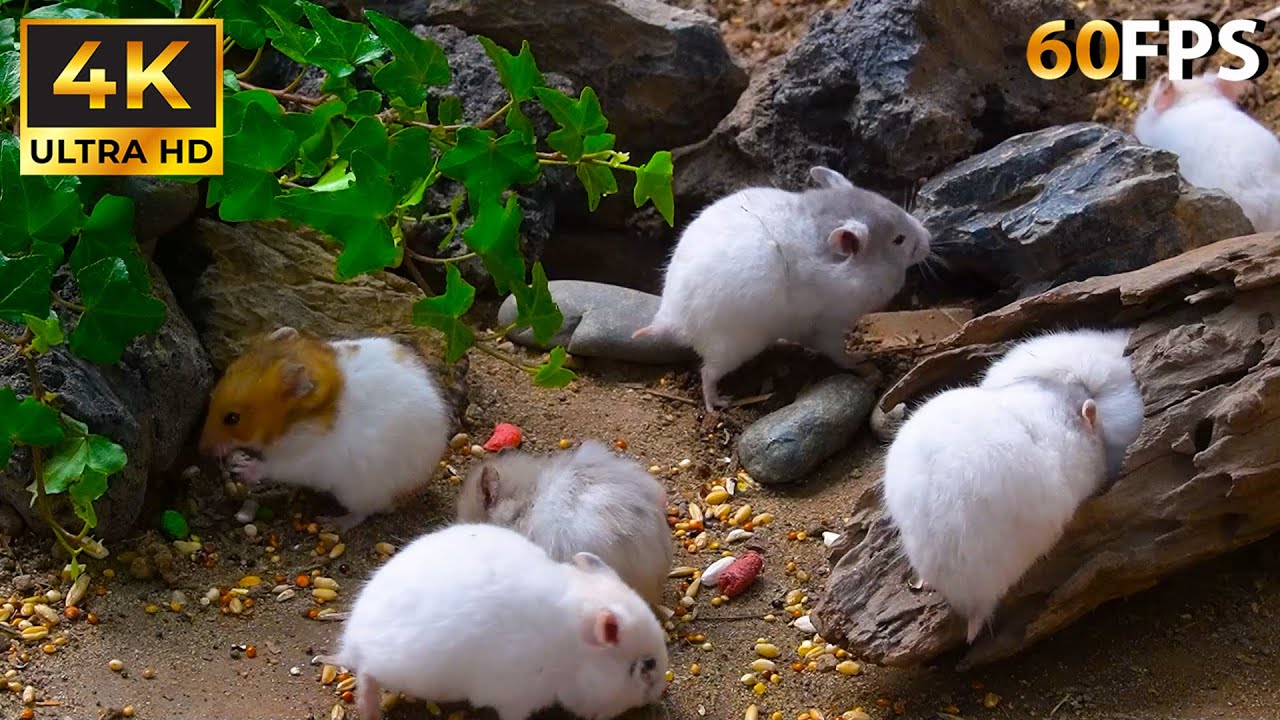 CAT TV: Fast and Funny Mice Racing Around! 🏁🐭