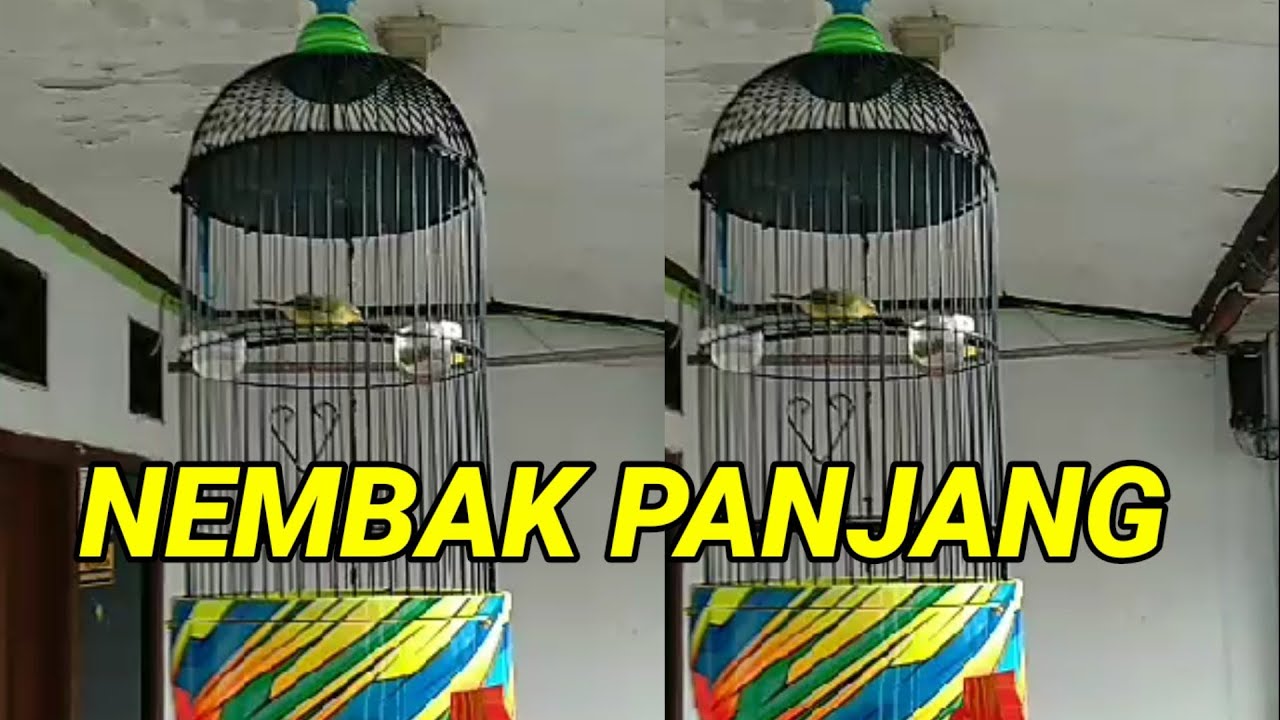 pleci nembak wit wit sejalur panjang | masteran pleci nembak sejalur buat G12