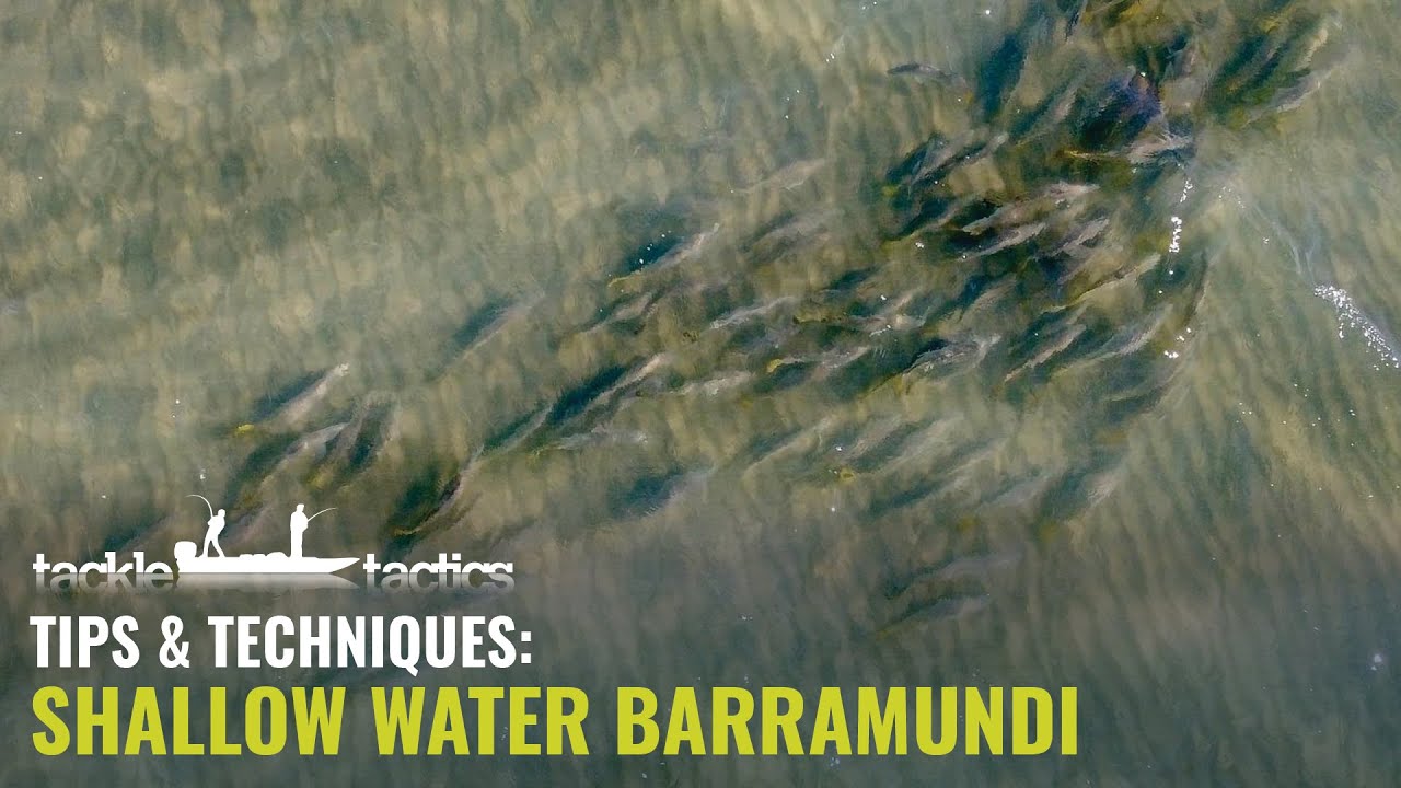 How to Catch Barramundi on Soft Plastics - Landbased Shallow Water