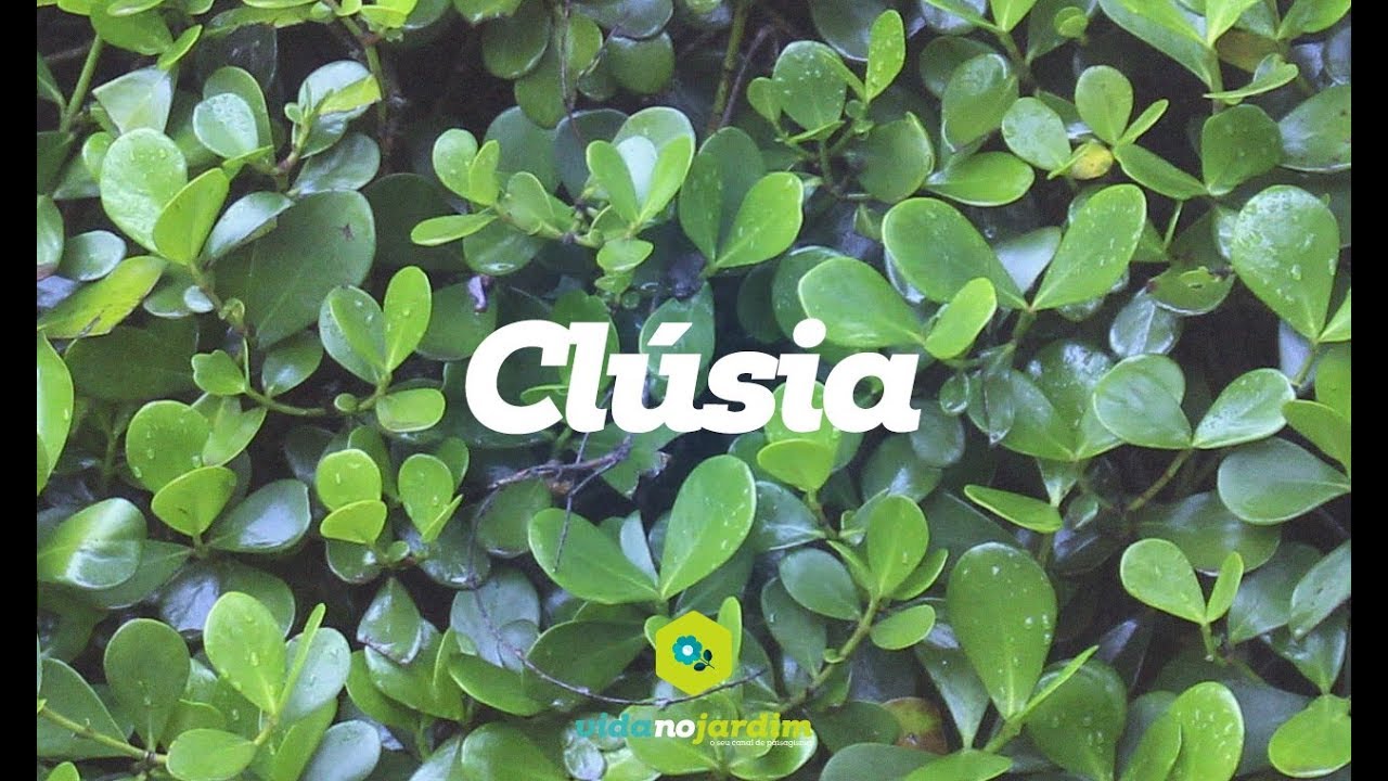 Clúsia