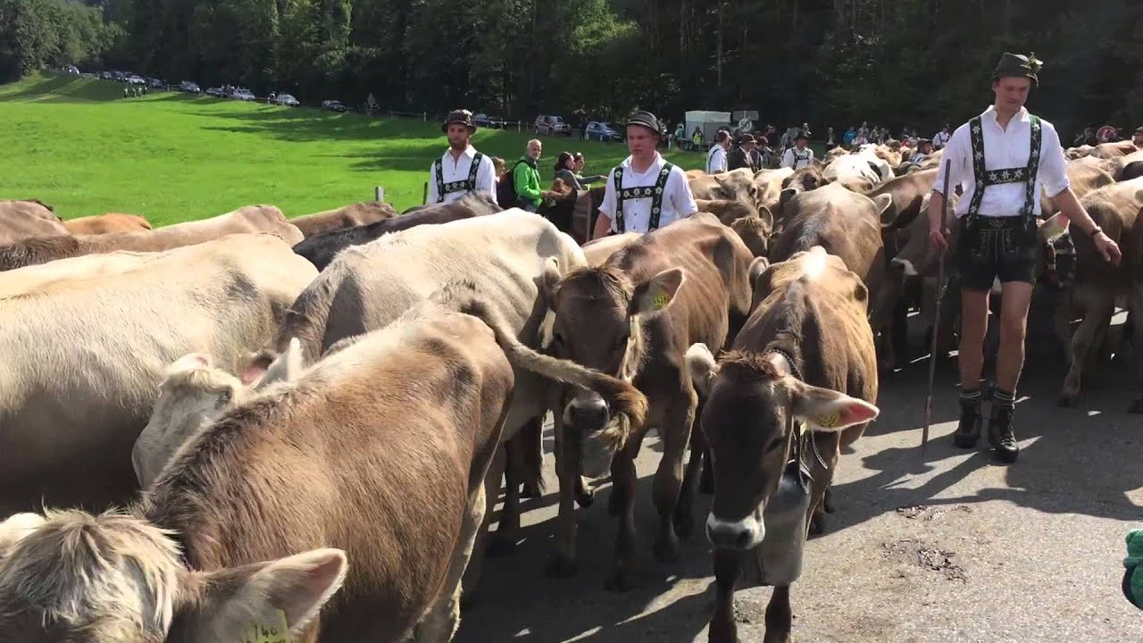 Viehscheid Oberstaufen 2015