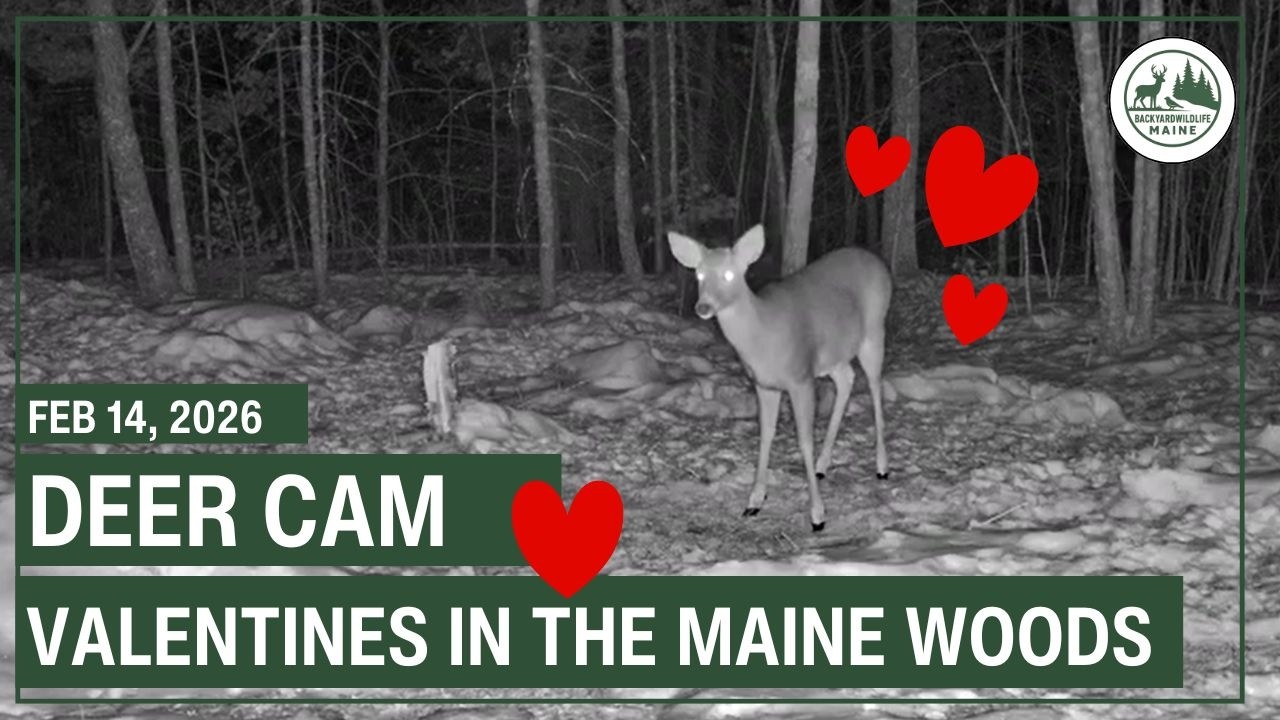 LIVE - Deer Cam | Backyard Wildlife Maine