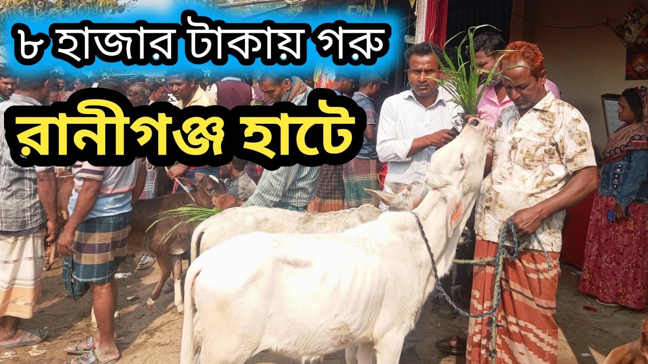 ১৬ফেব্রুয়ারি২০২৬| প্রচুর চাহিদা সম্পূর্ণ ভালো মানের বাচ্চা রানীগঞ্জ হাটে আজ কেমন দাম বেচাকেনা হচ্ছে