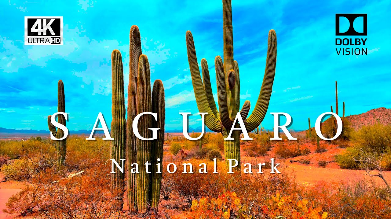 SAGUARO NATIONAL PARK - TRAVEL VIDEO - [4K] Dolby Vision