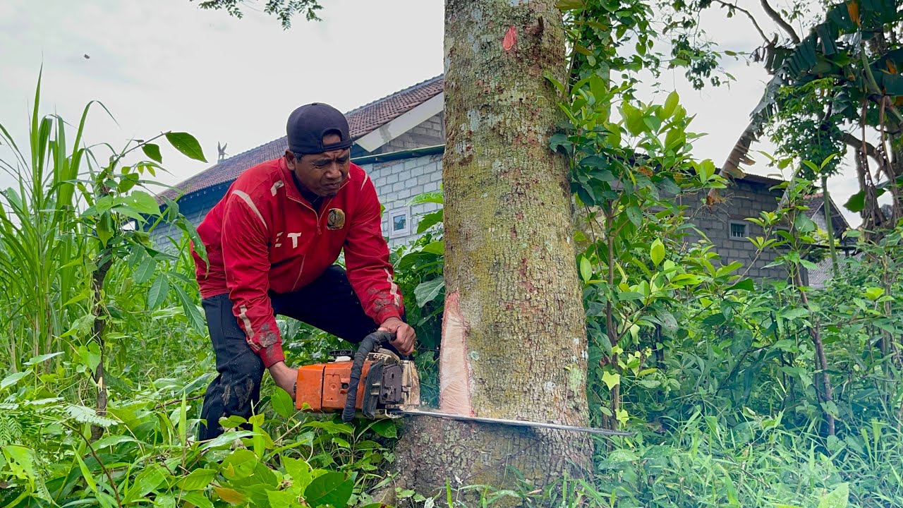 Amazing Skills!!!!️ Conquering 1 Tall Tree Near the House