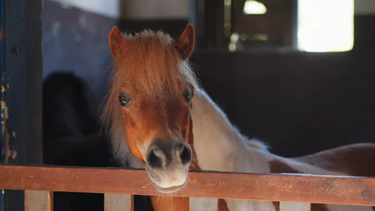 1 Hour of Cute Ponies 🐴 | Relaxing Meditation Music | Stress Relief & Calm