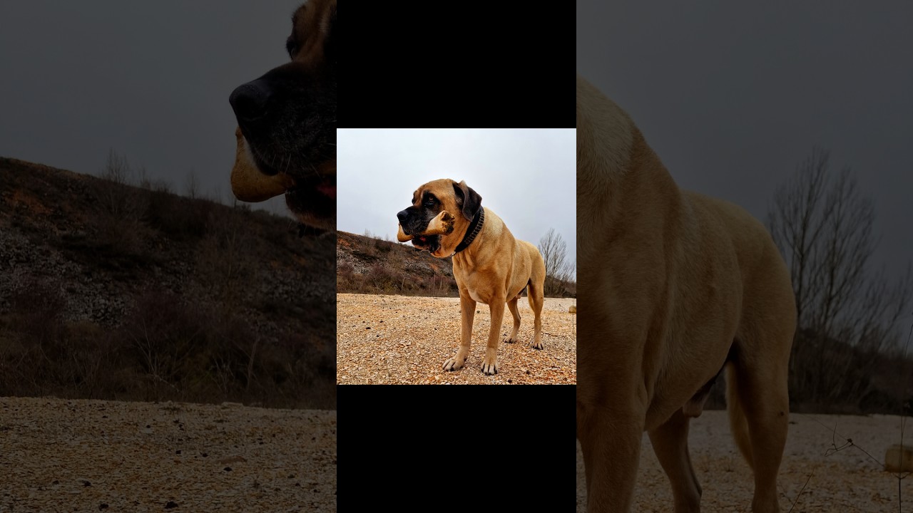 Canyon-Abenteuer Teil 1-3 Stunden Wildnis in 37 Minuten! 🌵🐾 #canecorso #vanlife #outdoor #adventure