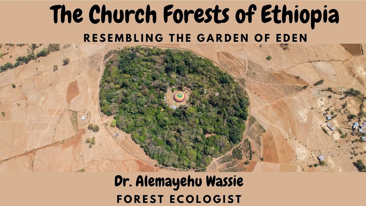 The Church Forests of Ethiopia Resembling the Garden of Eden Forest Ecologist Dr. Alemayehu Wassie