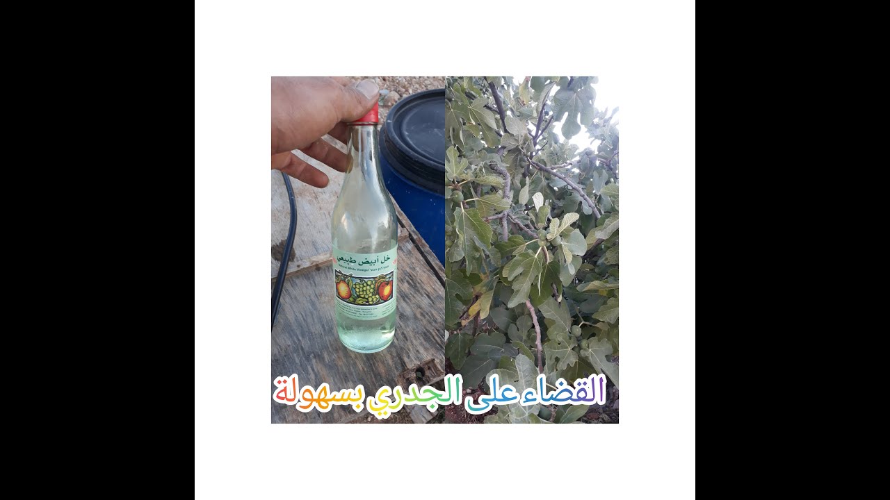 علاج نهائي لمرض الجدري الفتاك اللذي يصيب شجرة التين بدون عناء