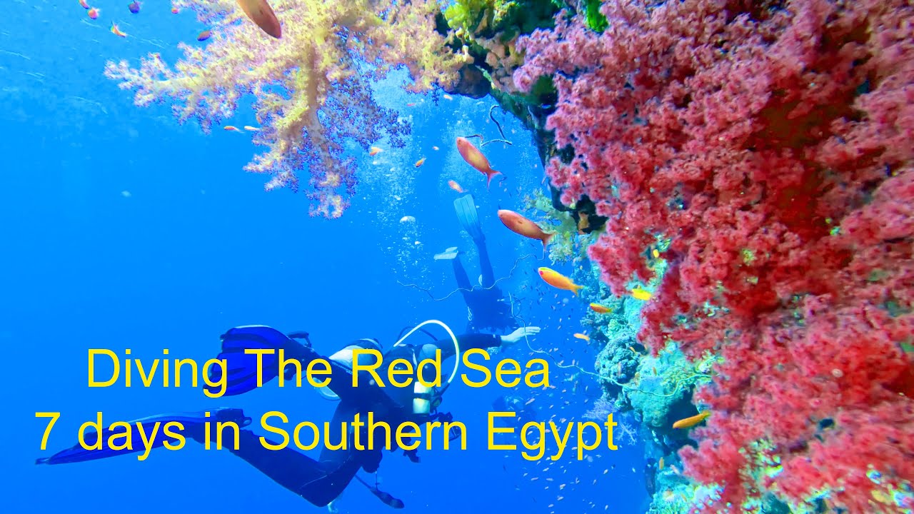 Red Sea Liveaboard Trip covering Daedalus, Rocky Island, Sataya, Elphinstone and more.