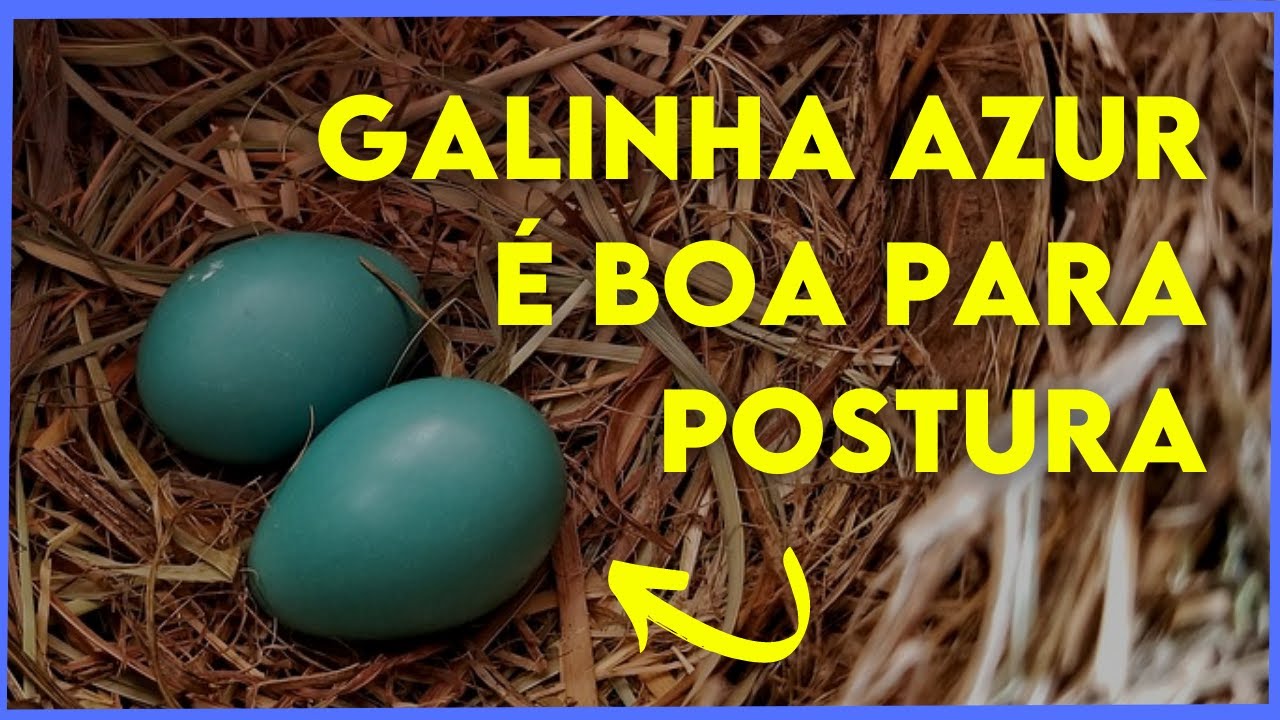 Conheça Galinha Azur e sua Produção de Ovos Vende Muito