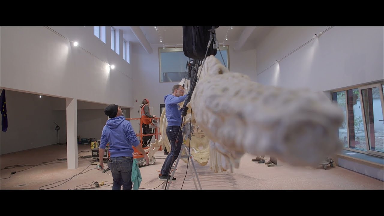 Potvis Valentijn wordt opgehangen in NAVIGO Visserijmuseum